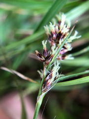 Luzula taiwaniana
