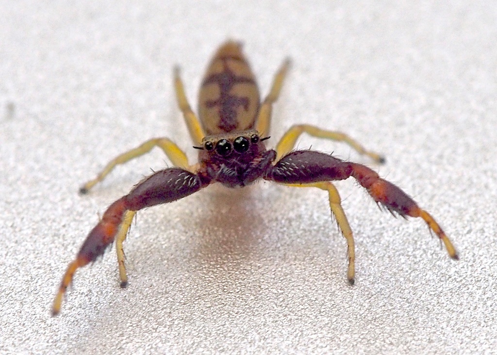 Rudra geniculata