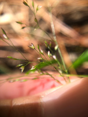 Agrostis infirma