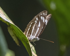 Neptis leucoporos