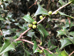 Ilex bioritsensis