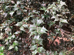 Ilex bioritsensis