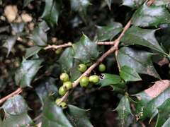 Ilex bioritsensis