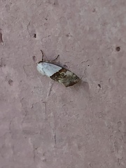 Ponometia elegantula