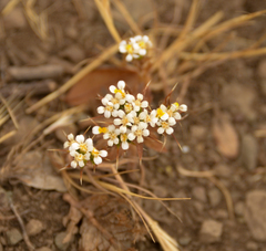 Triptilion capillatum