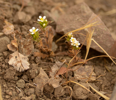 Triptilion capillatum