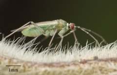 Engytatus modestus