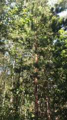 Pinus sylvestris