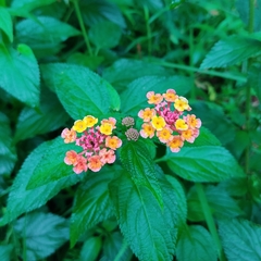 Lantana camara