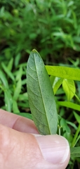 Anarsioses aberrans