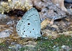 Lestranicus transpectus