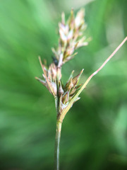 Carex nubigena