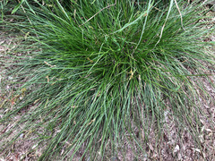 Carex nubigena