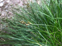 Carex nubigena