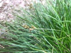 Carex nubigena