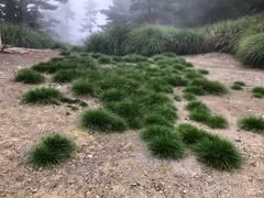 Carex nubigena