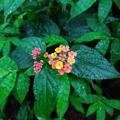 Lantana camara