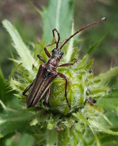 Stenocorus copei