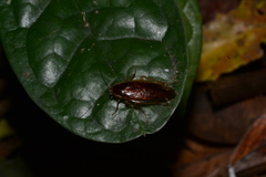 Hemithyrsocera silbergliedi