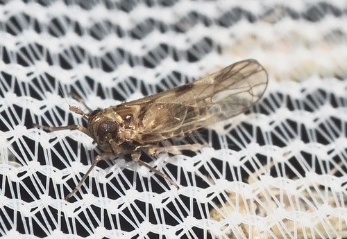 Nilaparvata wolcotti, 2021-07-16
