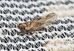 Nilaparvata wolcotti