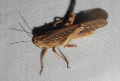 Locusta migratoria migratorioides