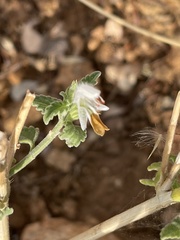 Leucas glabrata