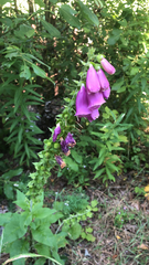 Digitalis purpurea