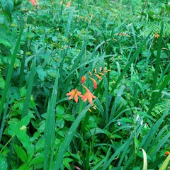 Crocosmia × crocosmiiflora