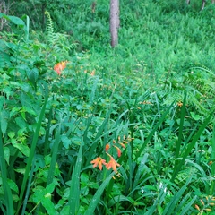 Crocosmia × crocosmiiflora