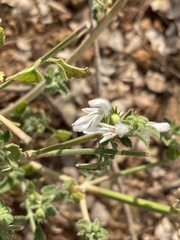 Leucas glabrata