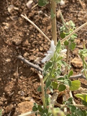 Leucas glabrata