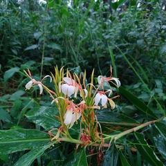 Hedychium spicatum
