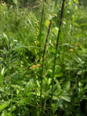 Triglochin palustris