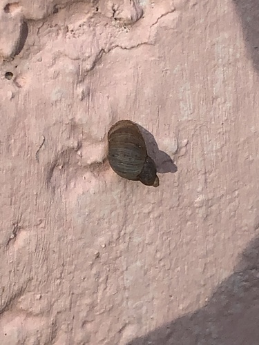 Santa Rita Ambersnail