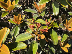 Rhododendron hyperythrum