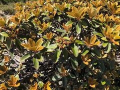 Rhododendron hyperythrum