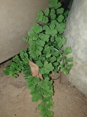 Adiantum raddianum