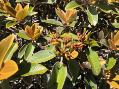 Rhododendron hyperythrum