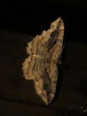 Philereme transversata