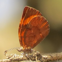 Cnodontes penningtoni