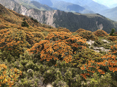 Rhododendron hyperythrum