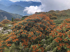 Rhododendron hyperythrum