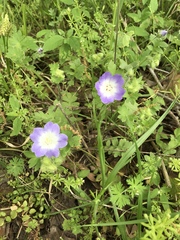 Nemophila sayersensis