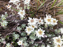 Leontopodium microphyllum