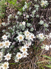 Leontopodium microphyllum