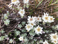 Leontopodium microphyllum
