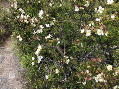 Rosa sericea morrisonensis