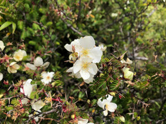 Rosa sericea morrisonensis