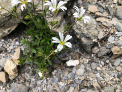 Cerastium morrisonense